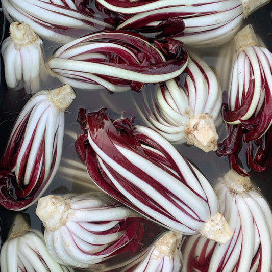 Radicchio 'Botteniga' (Tardivo) Live Plant – Rare Italian Heirloom, Fall-Ship, Zones 5–9