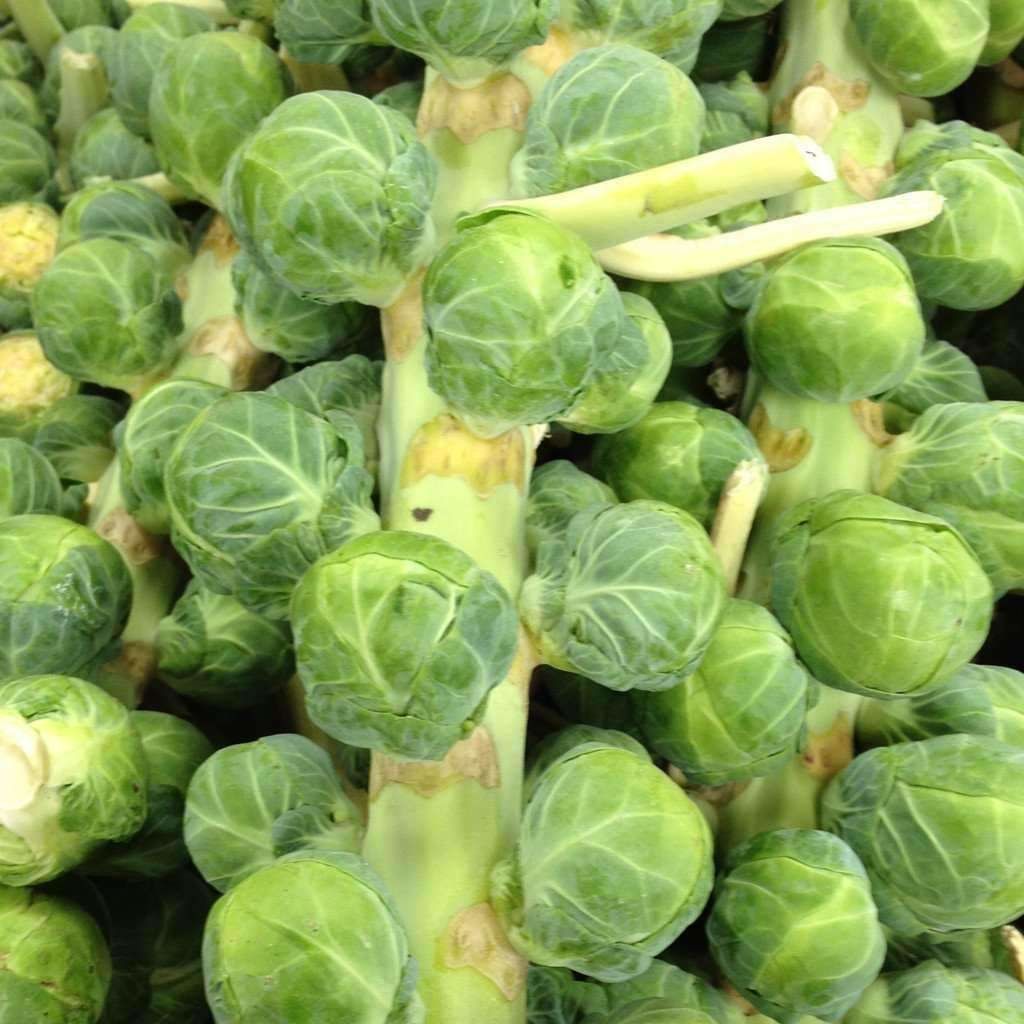 Catskill (Long Island Improved) Brussels Sprouts Live Plants - Heirloom, Cool Season, 2-Pack - Shipping starts early-April