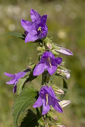Nettle-Leaved Bellflower (Campanula trachelium) Live Plants – Perennial, Zones 3–9