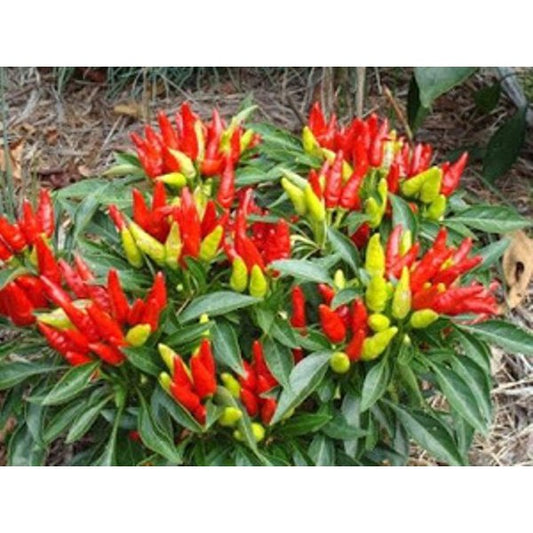 Candlelight Pepper Plants (3.25" Pots), Annual Vegetable, Full Sun