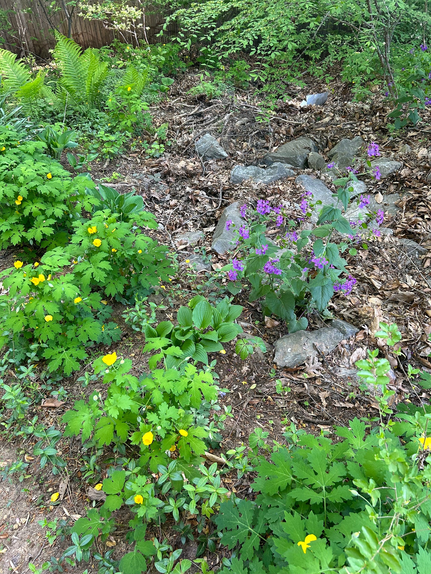Celandine Poppy and Lunaria in Spring