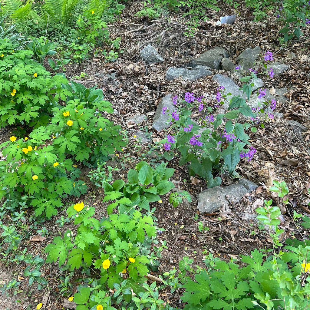 Celandine Poppy and Lunaria and Spring