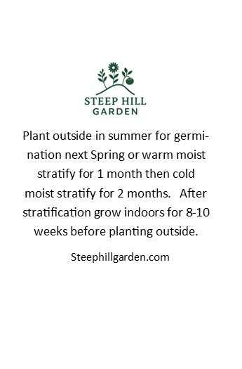 Woodland Poppy Seeds, Native Woodland Perennial, Yellow Spring Blooms, Zones 4-9