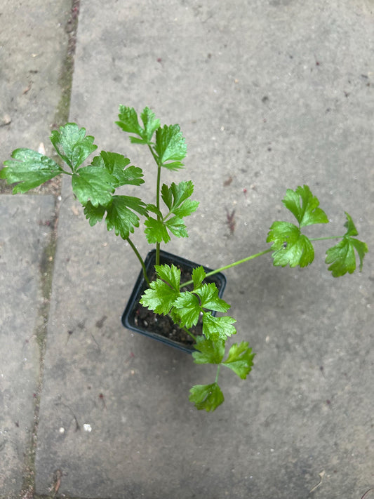 celeriac transplant 