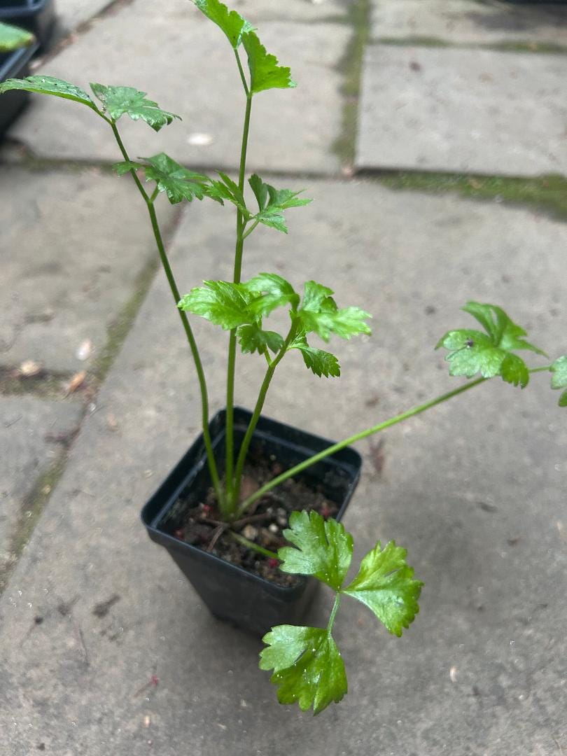 celeriac seedling
