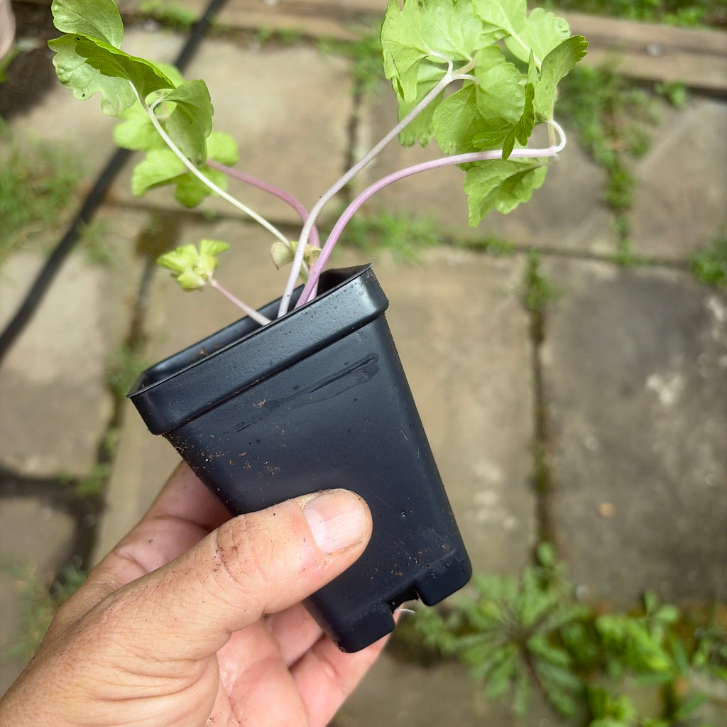 Chinese Pink Celery live plant with distinctive pink stems and green leaves