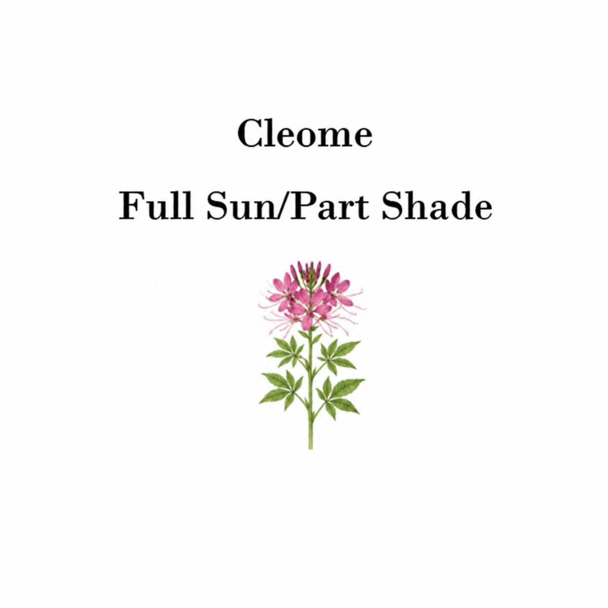 50 Cleome Seeds (Spider Flower), Self-Seeding Annual, Pink & Purple Blooms — seed packet image