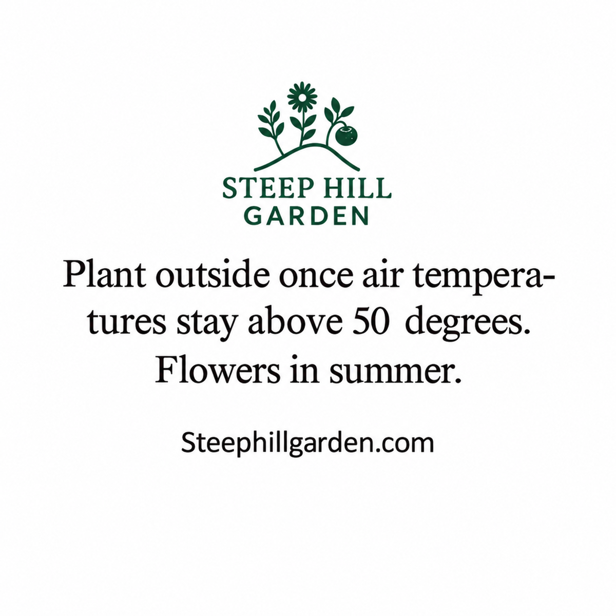 50 Cleome Seeds (Spider Flower), Self-Seeding Annual, Pink & Purple Blooms — seed packet image