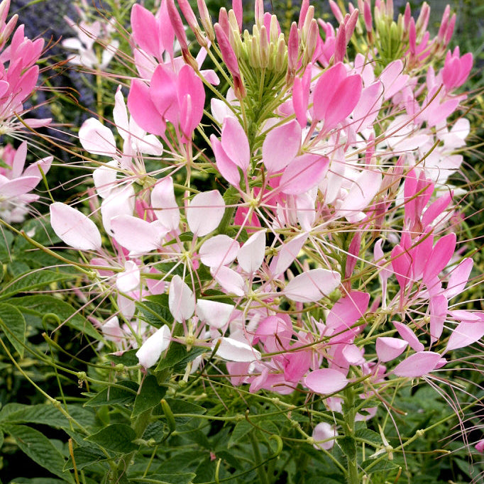 Cleome Seeds (Spider Flower) – 50 Seeds, Self-Seeding Annual, Pink & Purple Blooms