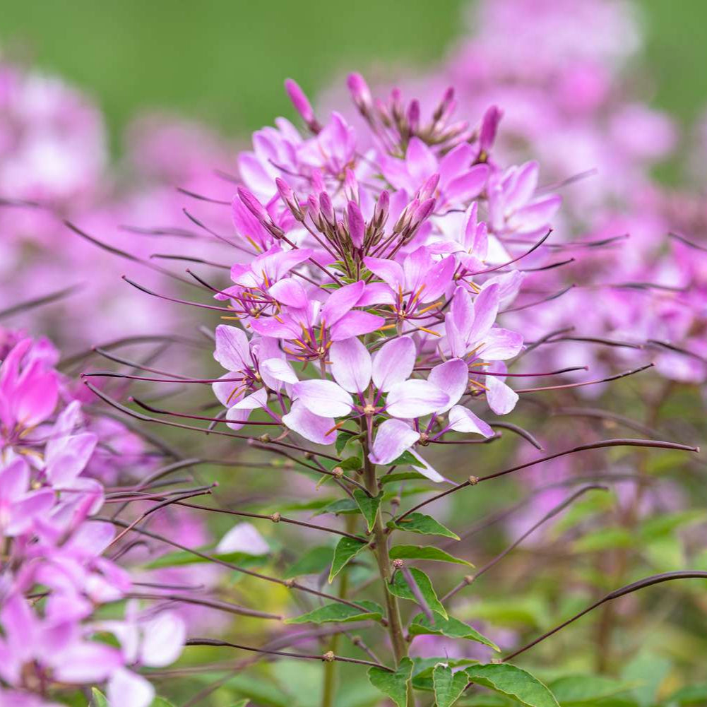 Cleome Seeds - 50 seeds