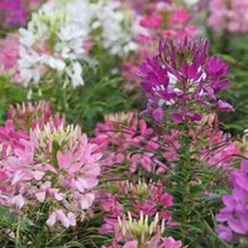 Cleome Queen Mix Plants (Spider Flower)