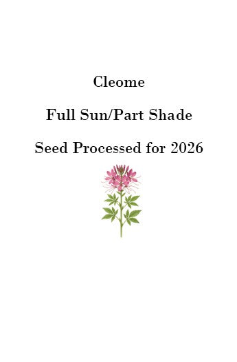 Cleome Seeds (Spider Flower) – 50 Seeds, Self-Seeding Annual, Pink & Purple Blooms