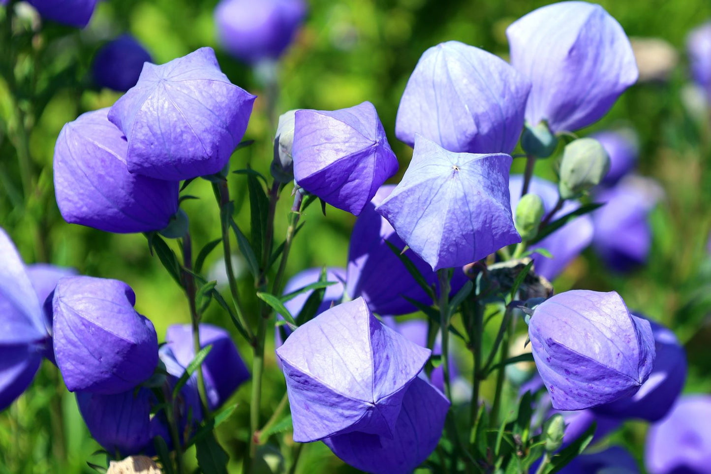 Balloon Flower Seeds (50 Seeds)