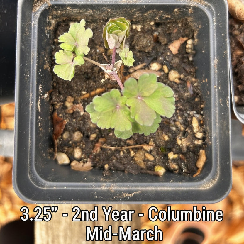 Eastern Red Native/Wild Columbine Plants - Red Blooms, Native Perennial, Part Shade, Zones 3-9