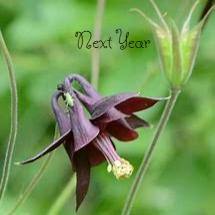 AQUILEGIA Atrata Columbine Plants (Seedlings)