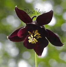 AQUILEGIA Atrata Columbine Plants (Seedlings)