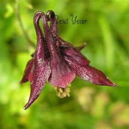 AQUILEGIA Atrata Columbine Plants (Seedlings)