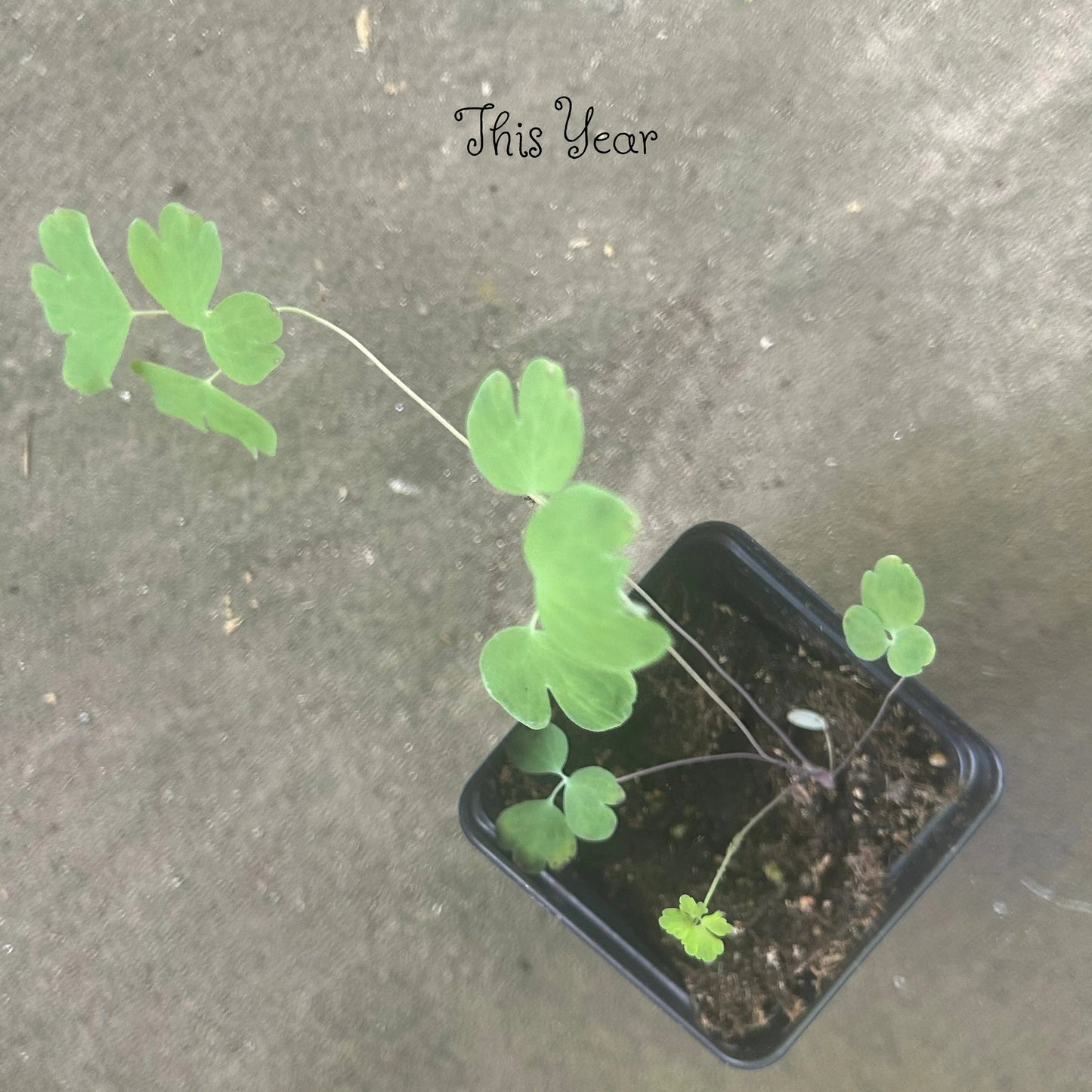 Columbine in a 2.5" Pot