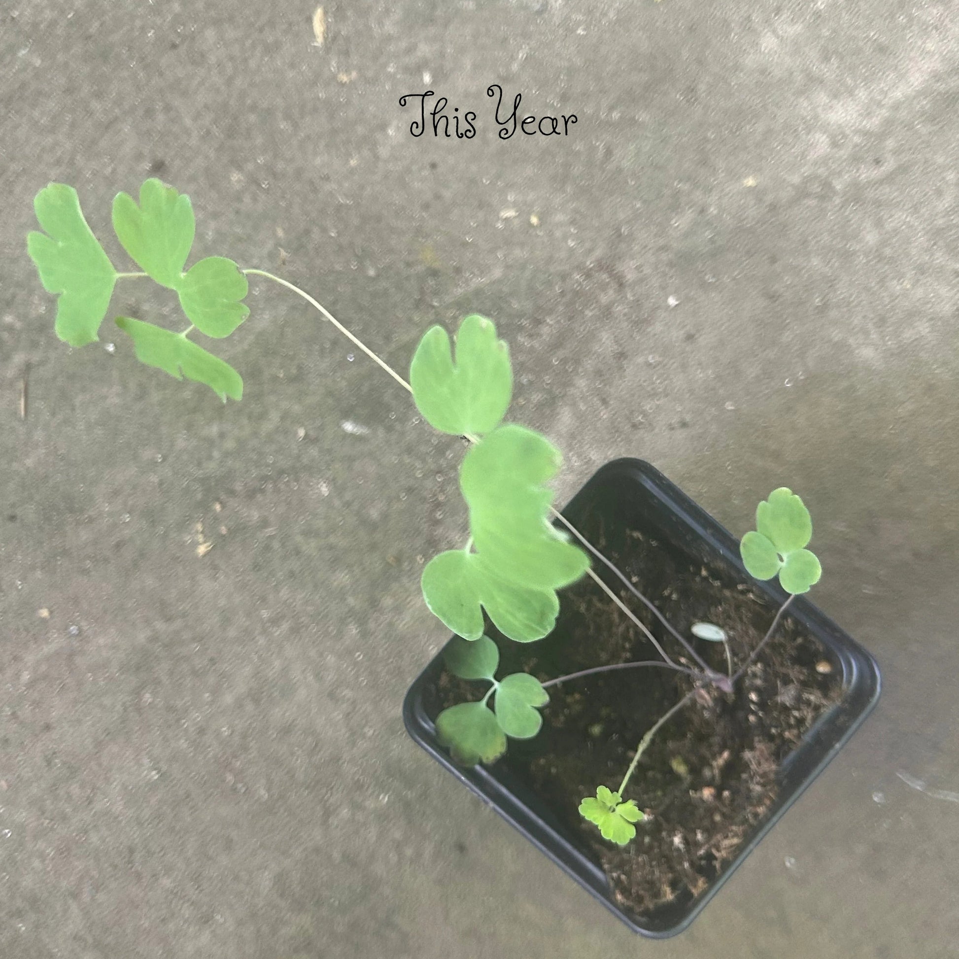 Columbine in a 2.5" Pot