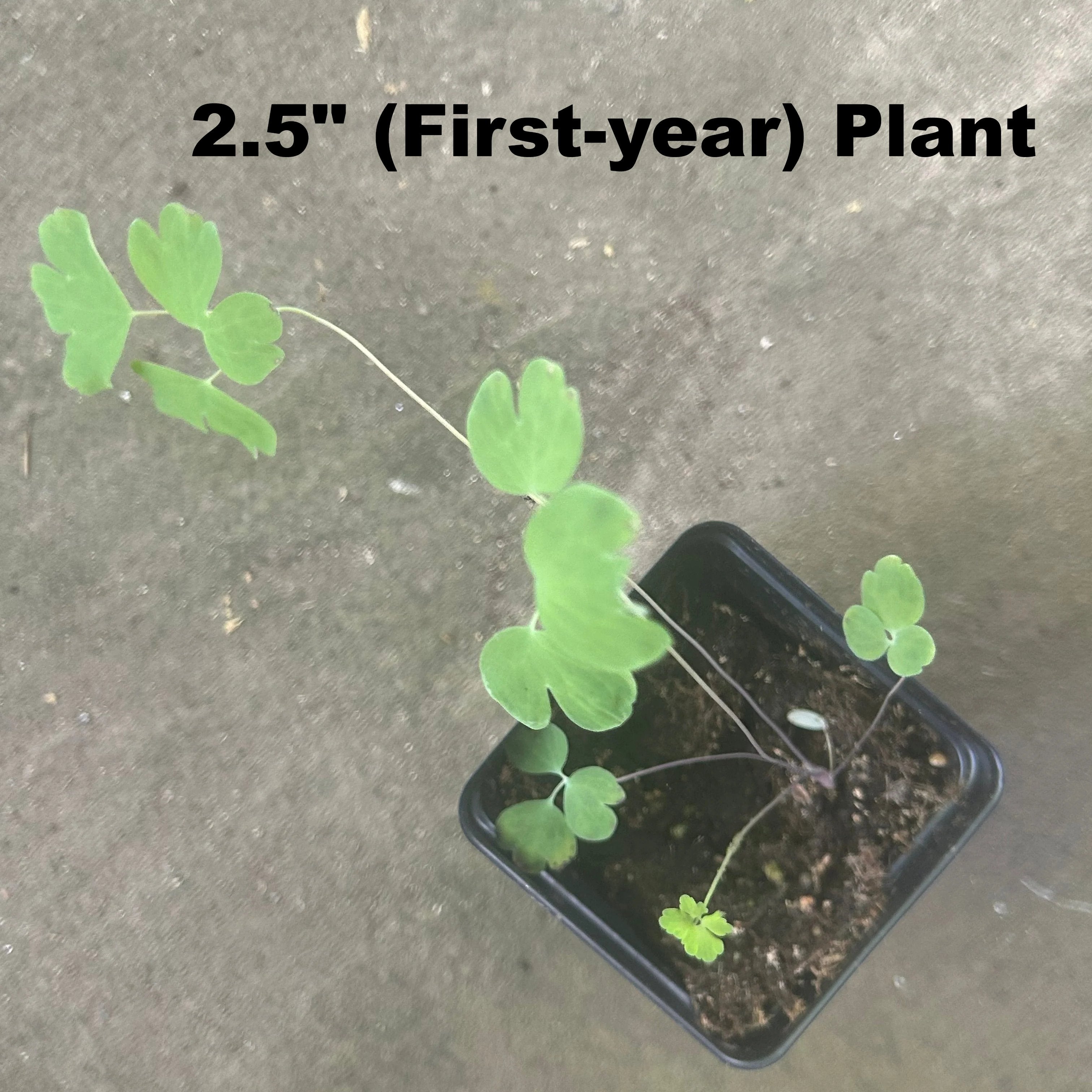 Columbine 1st Year Seedling Plant