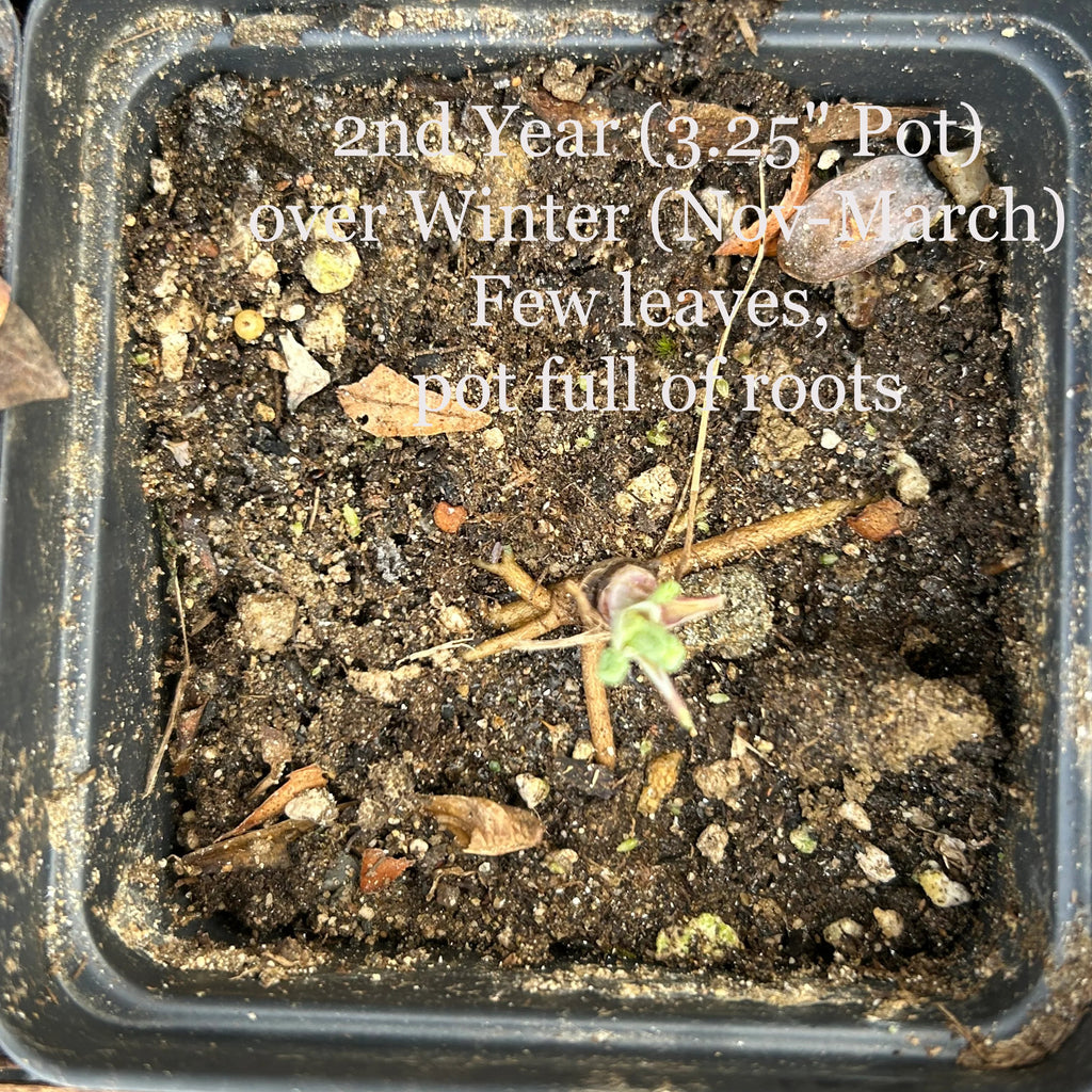 2nd Year Columbine over Winter