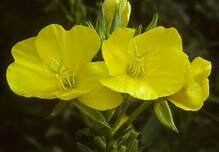 100 Common Evening Primrose Seeds