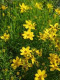 Threadleaf Coreopsis (Coreopsis Verticillata) Live Plant