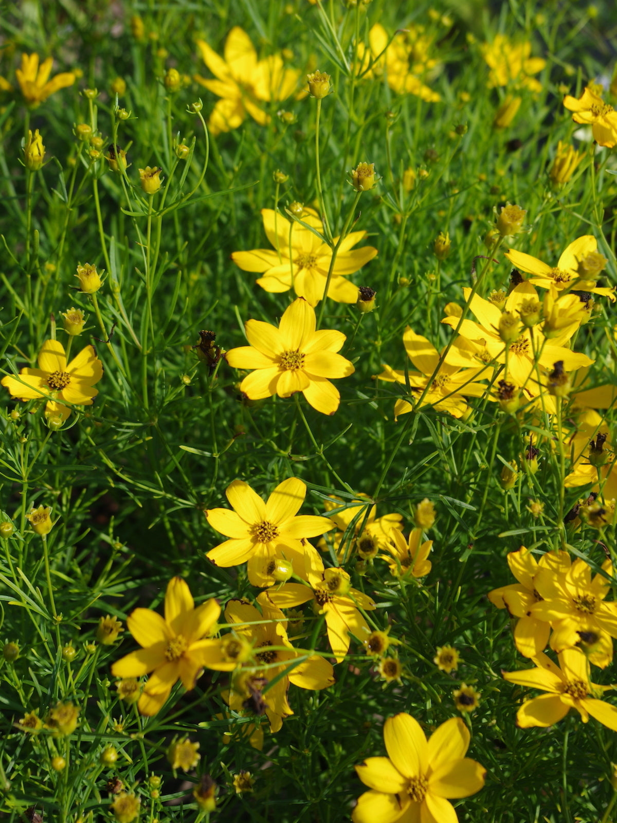 Threadleaf Coreopsis (Coreopsis Verticillata) Live Plant