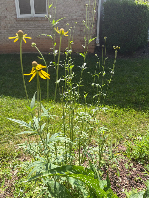 Mature cutleaf coneflower (Rudbeckia laciniata) with tall stems and yellow flowers