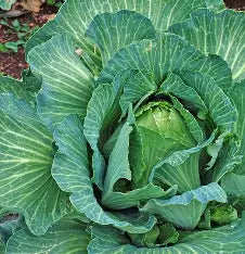 Early Jersey Wakefield Cabbage Head