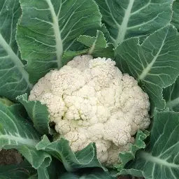 Early Snowball Cauliflower Head