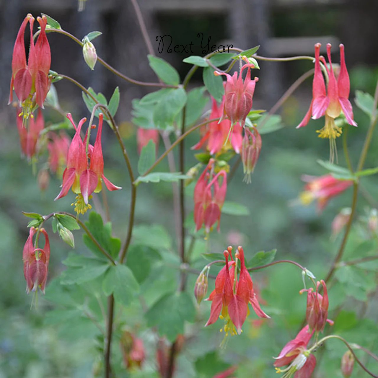 Eastern Red Native/Wild Columbine Plants - Red Blooms, Native Perennial, Part Shade, Zones 3-9
