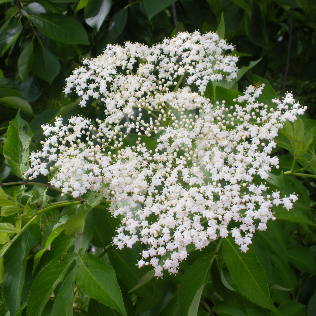 Hardy American Elderberry Plants (Sambucus Canadensis)