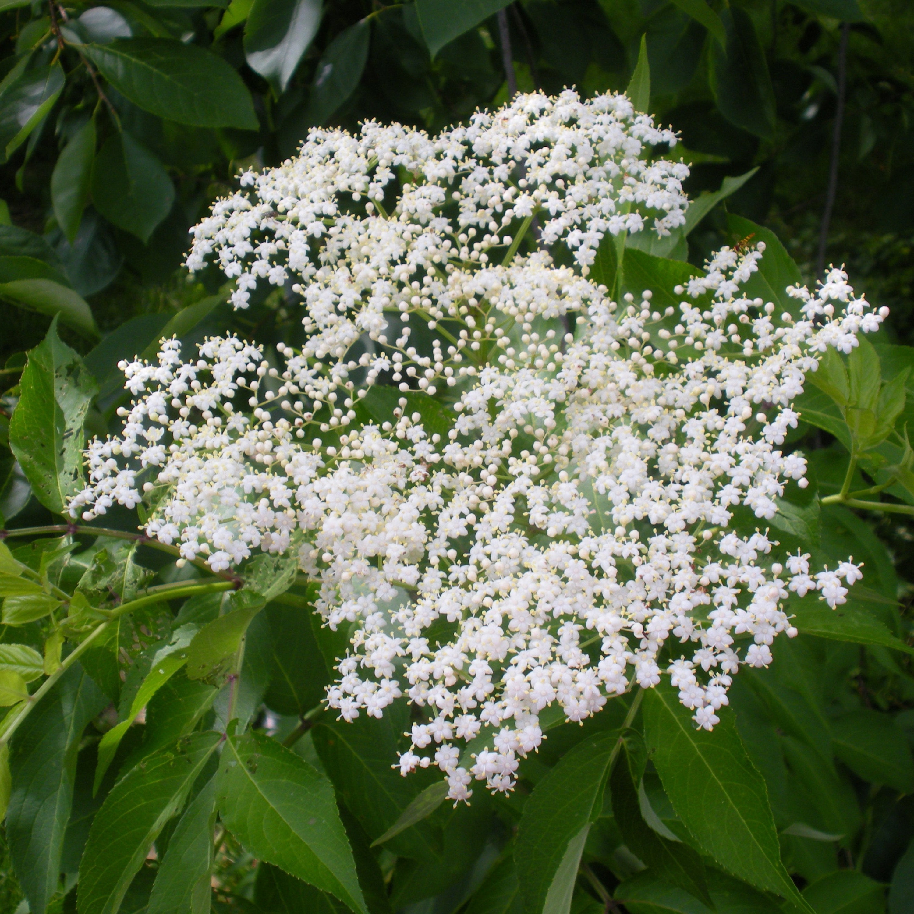 Hardy American Elderberry Plants (Sambucus Canadensis)