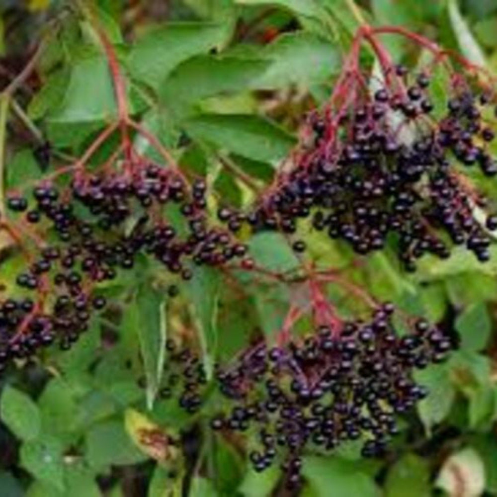 Hardy American Elderberry Plants (Sambucus Canadensis)