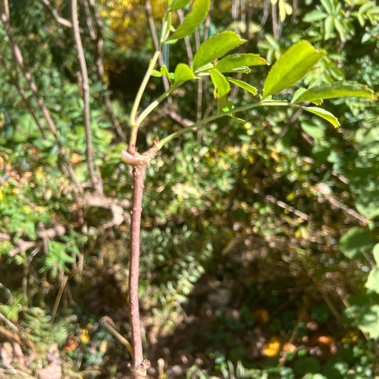 Elderberry Cutting