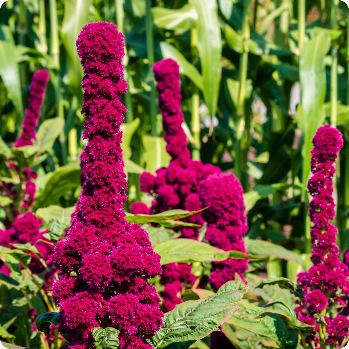Elephant Head Amaranth Live Plants
