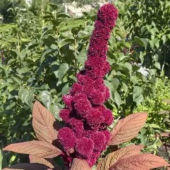 Elephant Head Amaranth Live Plants