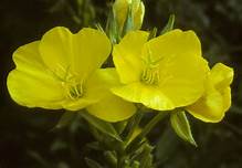 Common Evening Primrose Plant