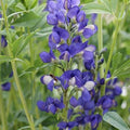 False Blue Indigo Seeds (Amorpha fruticosa) – 25 Seeds, Native Perennial Shrub, Zones 3–9