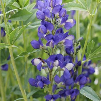 False Blue Indigo Seeds (Amorpha fruticosa) – 25 Seeds, Native Perennial Shrub, Zones 3–9