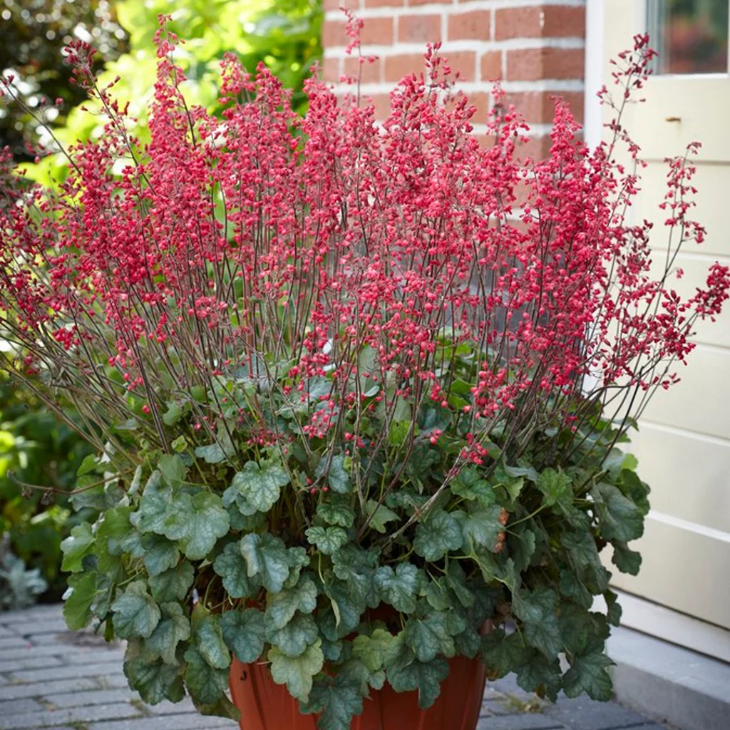 Firefly Coral Bells (Heuchera Firefly) Live Plant – Native Shade Perennial
