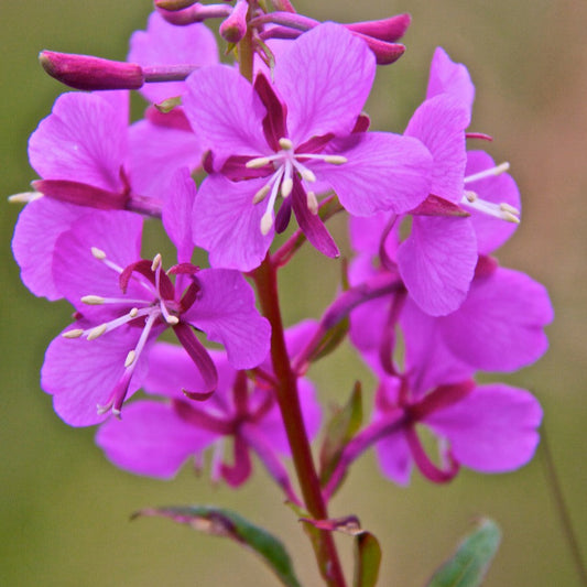 Fireweed (Epilobium angustifolium) Potted Starter Plant
