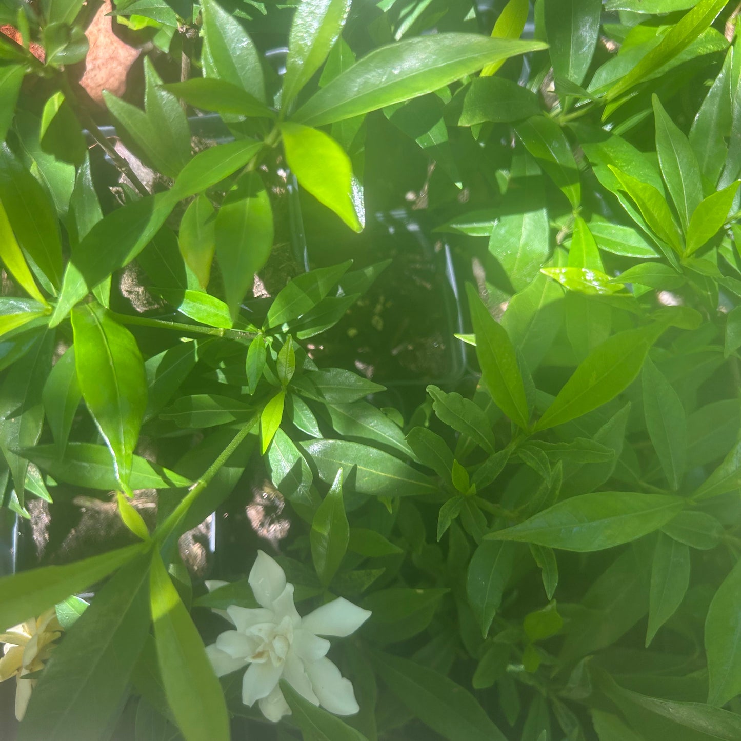Frost Proof Gardenia Plants