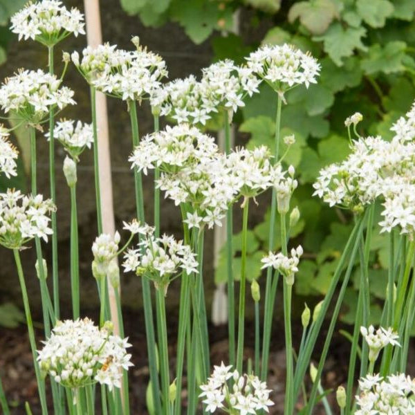 Garlic Chive Seeds (Allium tuberosum) – ~250 Seeds, Edible Herb, Perennial, Zones 3–9