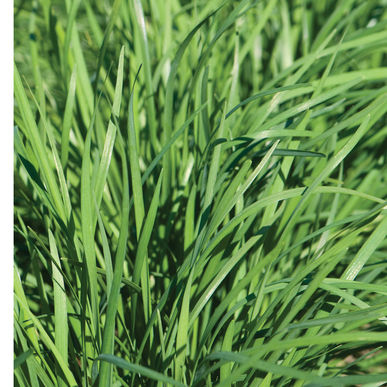 Garlic Chive Seeds (Allium tuberosum) – ~250 Seeds, Edible Herb, Perennial, Zones 3–9