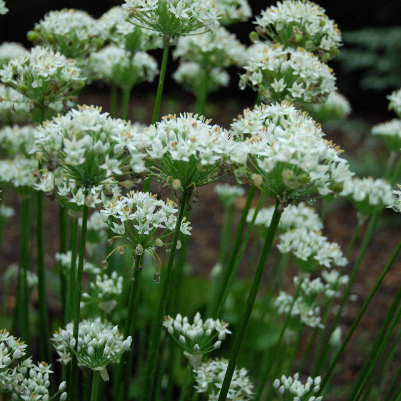 Garlic Chive Seeds (Allium tuberosum) – ~250 Seeds, Edible Herb, Perennial, Zones 3–9