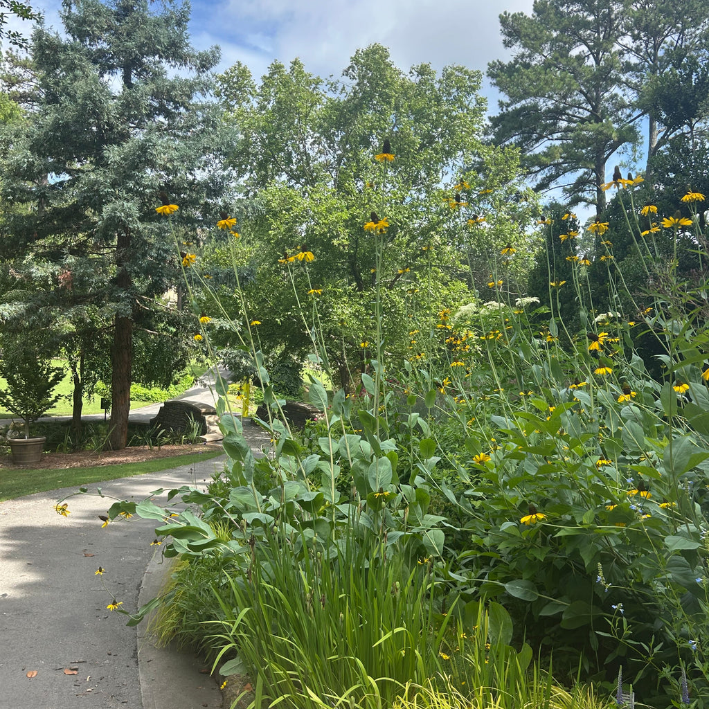 Giant Coneflower (Rudbeckia Maxima) Live Plant