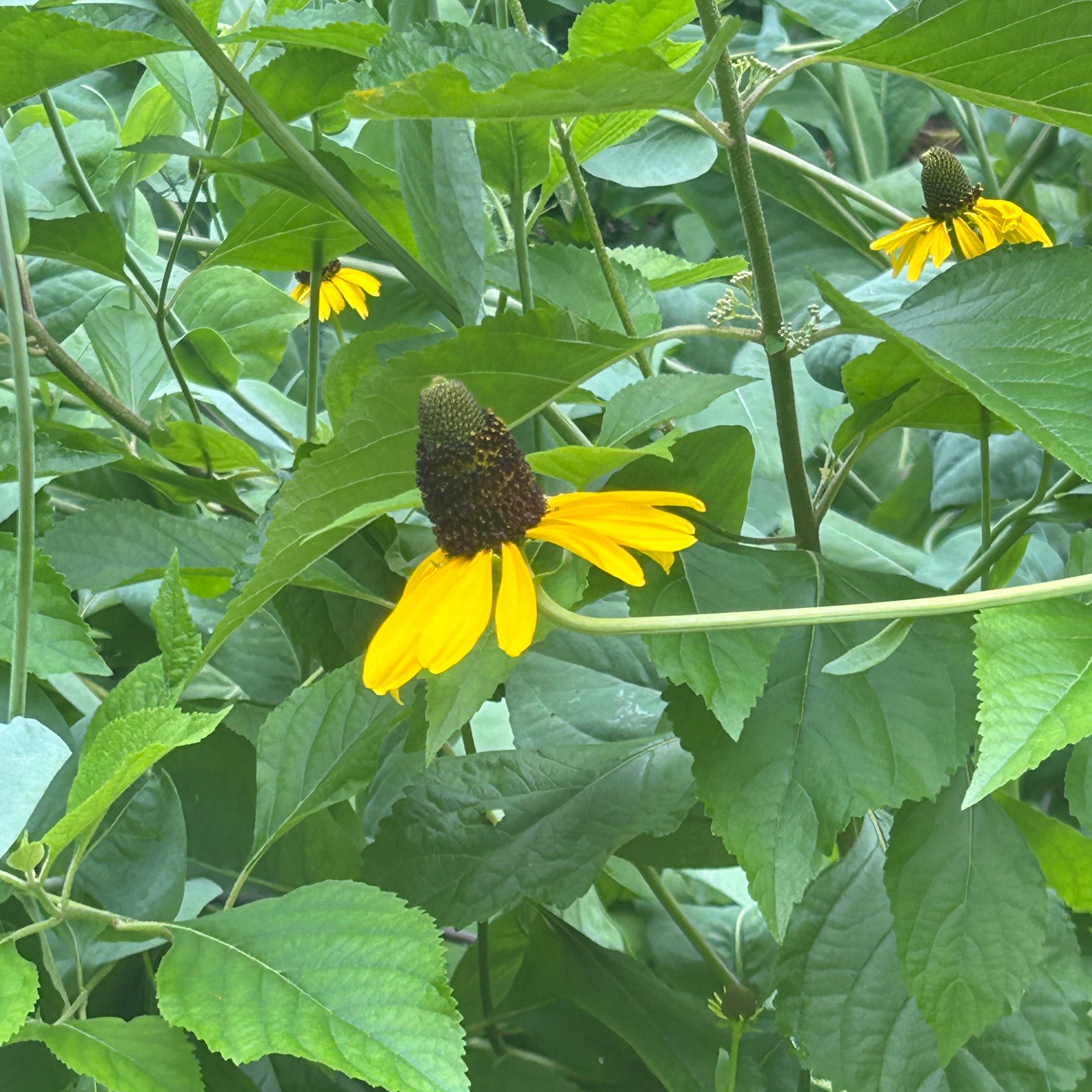 Giant Coneflower (Rudbeckia Maxima) Live Plant