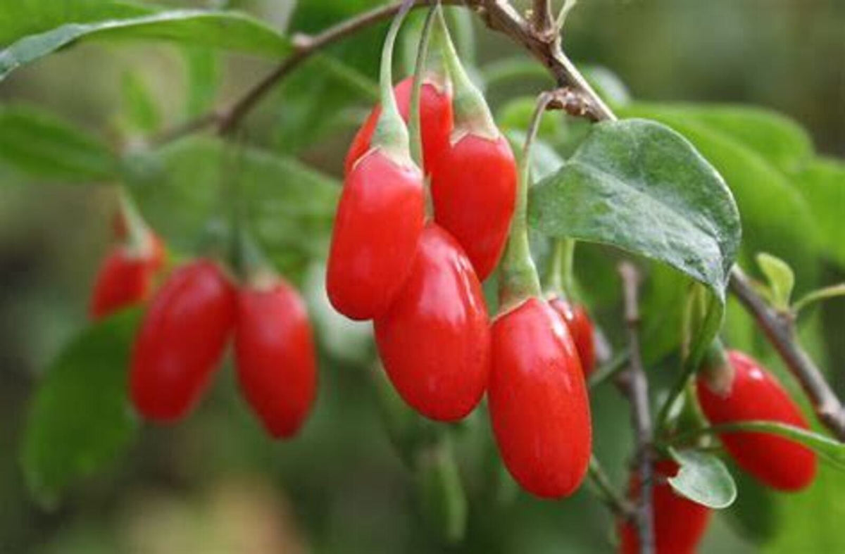 Goji Berry Live Plants – Productive Fruiting Shrub, High Antioxidants, Perennial, Zones 5–9